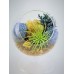 Air Plant Terrariums / 4" Round Glass Pedestal / Choose From 5 Styles!   282369085973